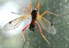 Tanyptera atrata